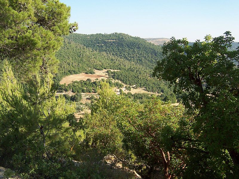 Riserva Forestale di Ajloun